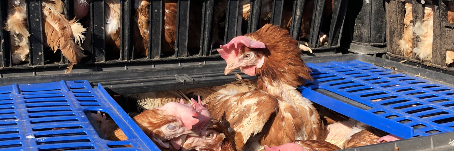 Lucky Hens Rescue 🐔 banner