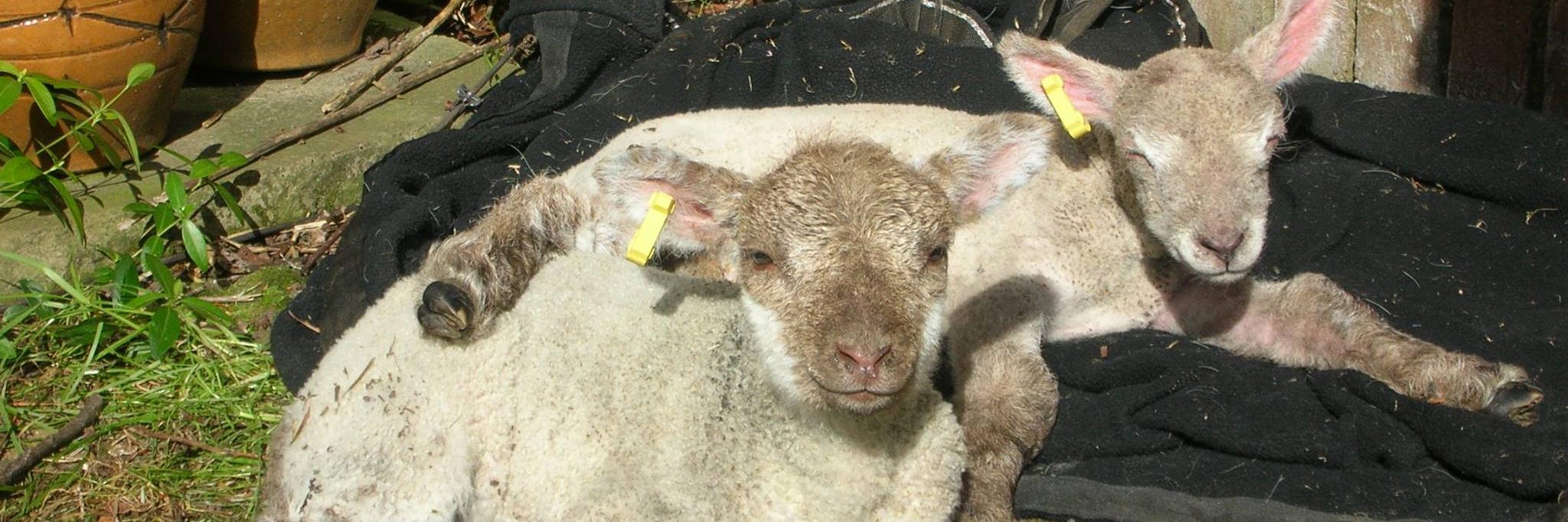 Sheep Ahoy Rescue banner