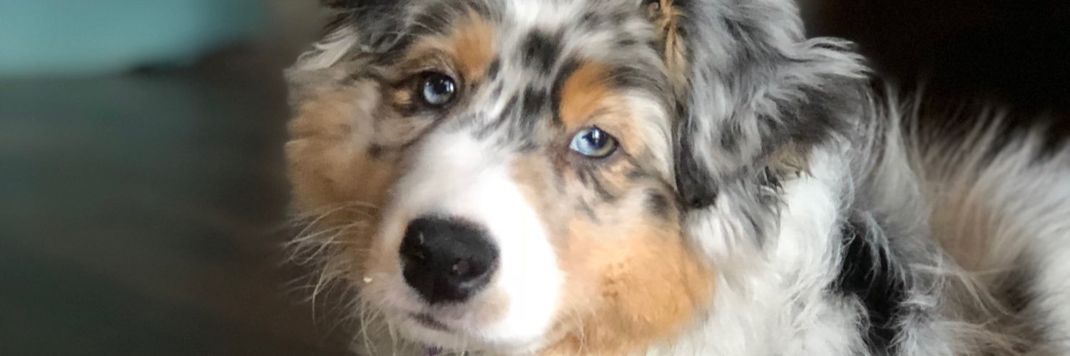 ChelsShank's profile banner image