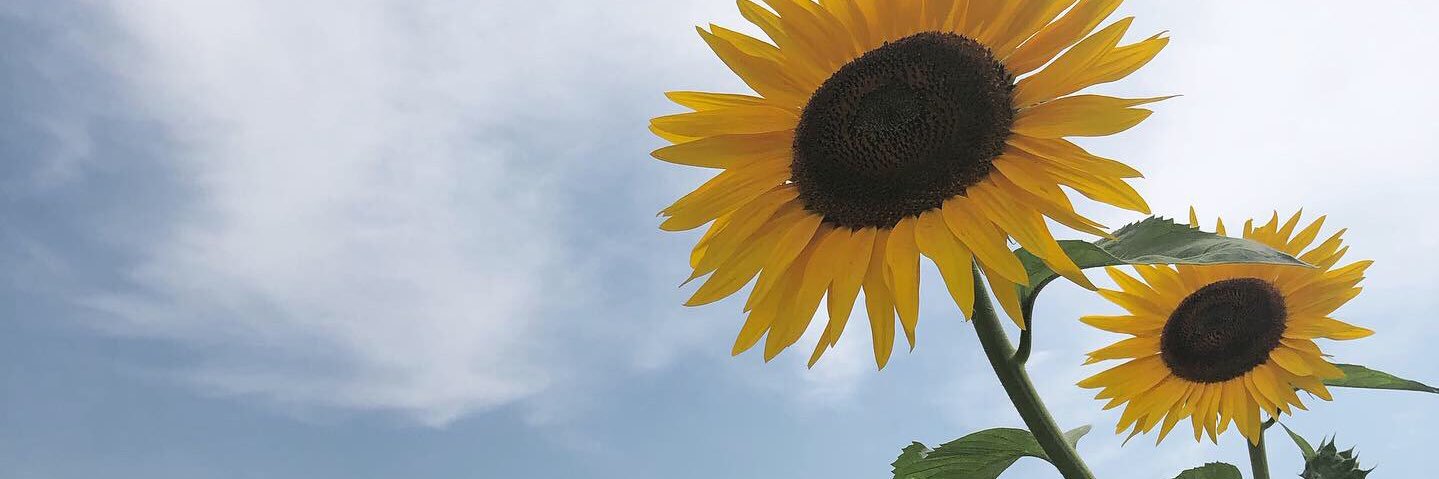 ron_pi1107's profile banner image