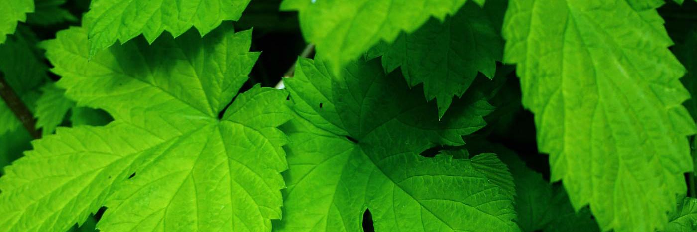 The Hop Garden banner