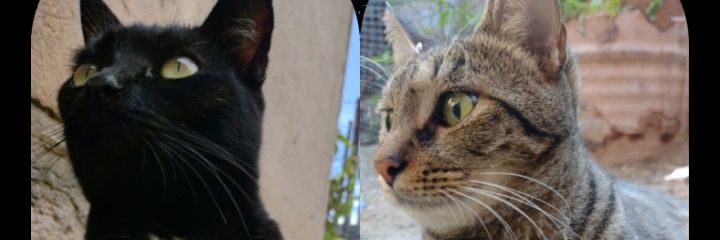 MariaVlzf's profile banner image