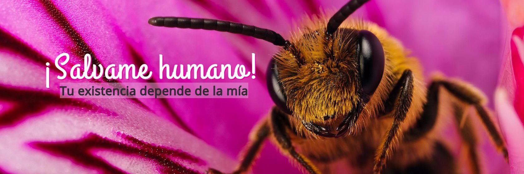 SalvandoAbejas's profile banner image