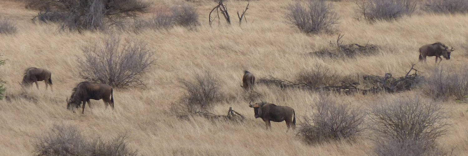 AskAboutAnimals's profile banner image