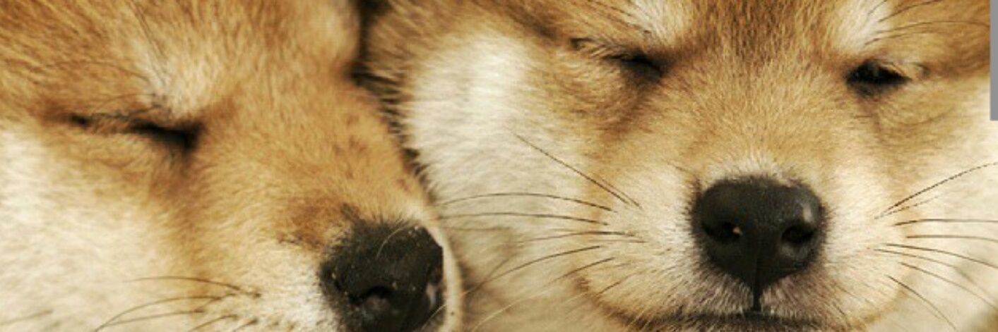 Inucafehuahin's profile banner image