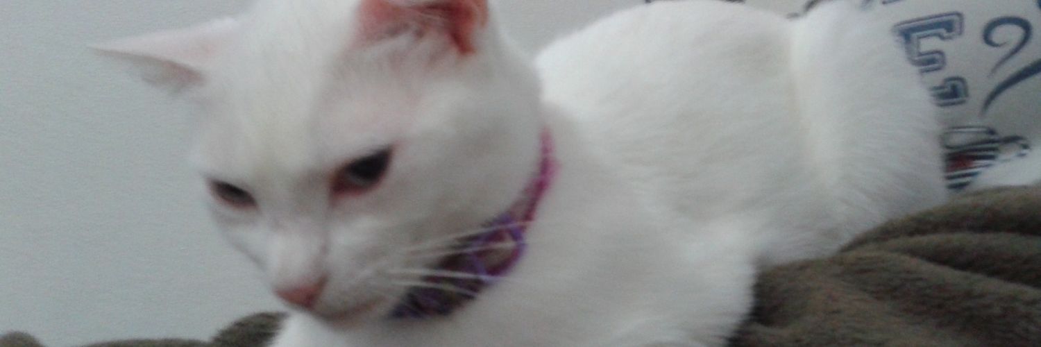 laisatcv's profile banner image