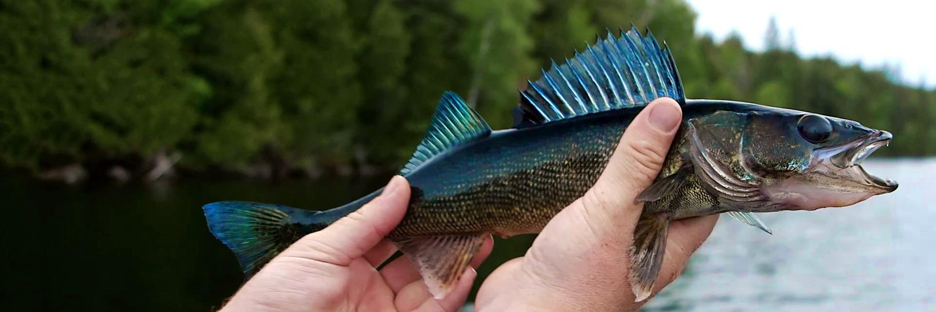 rackandtackle's profile banner image