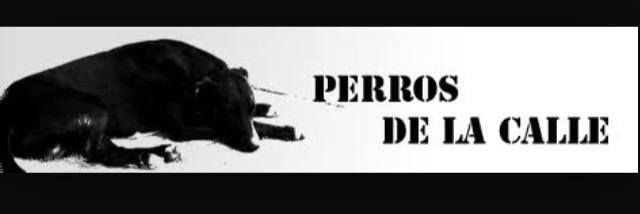 RescatePerros's profile banner image