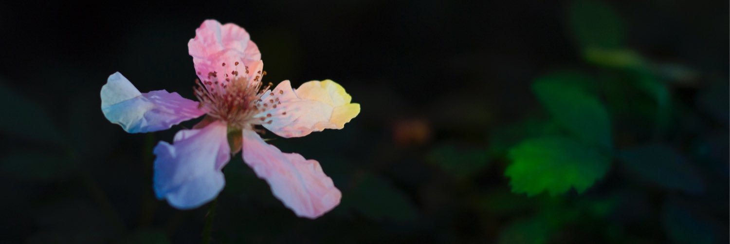 GraceVoight's profile banner image