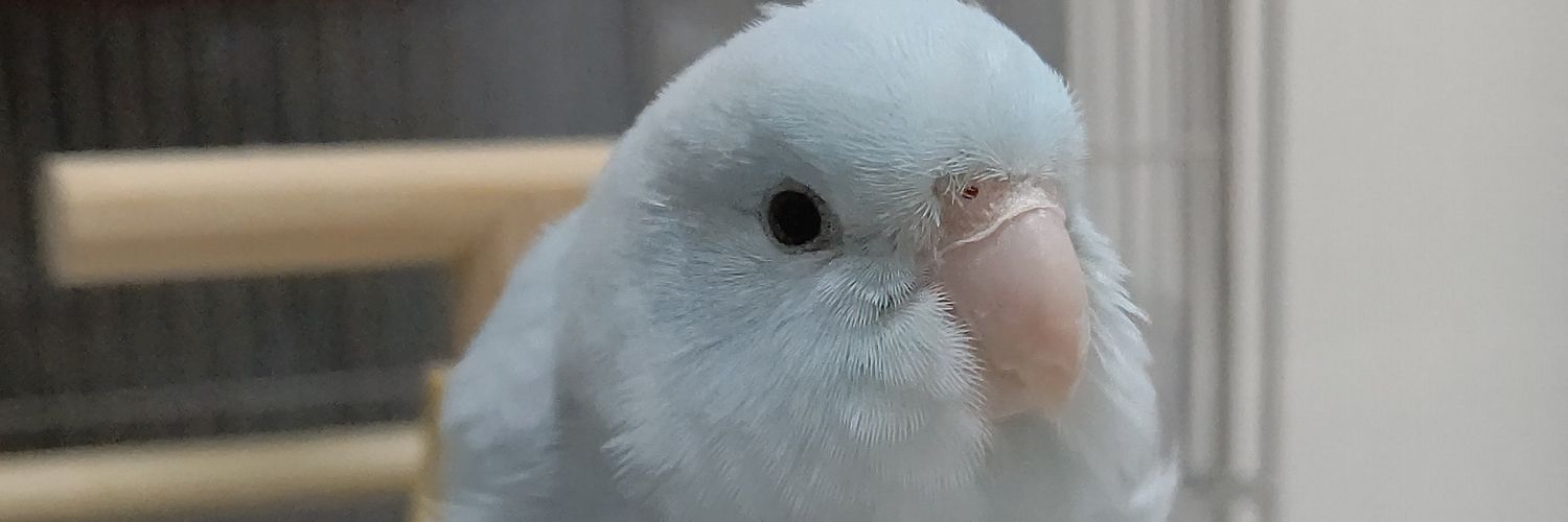 mamecoco22927's profile banner image