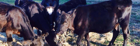 Harvey Police banner