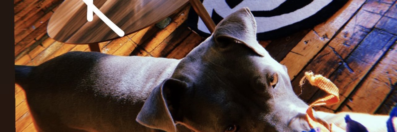 L E X banner