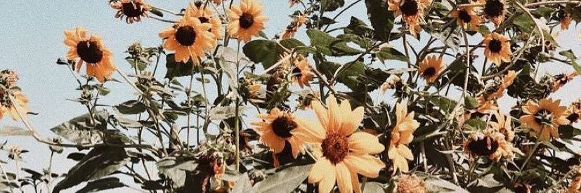stacy renee🍉 banner