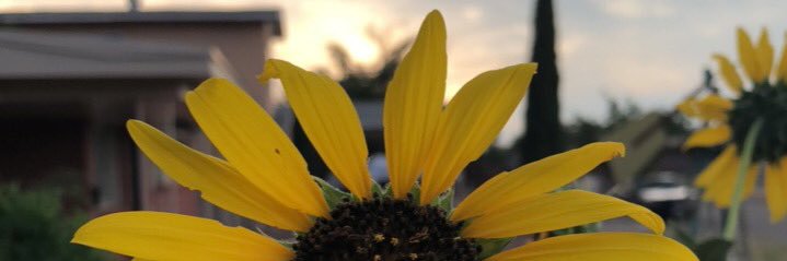 cocal's profile banner image