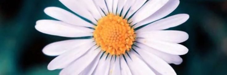 Magusanabria's profile banner image