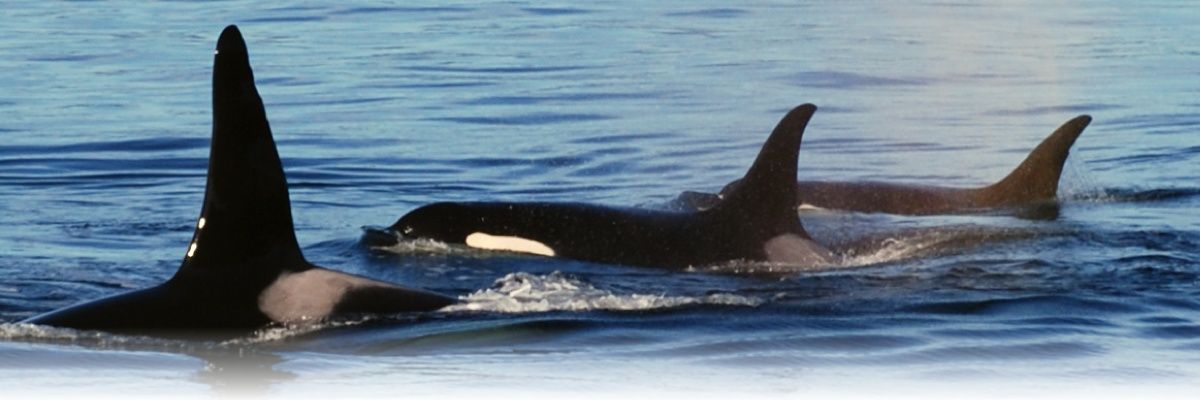 RonnieStofan's profile banner image