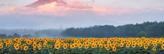 dkoudon's profile banner image