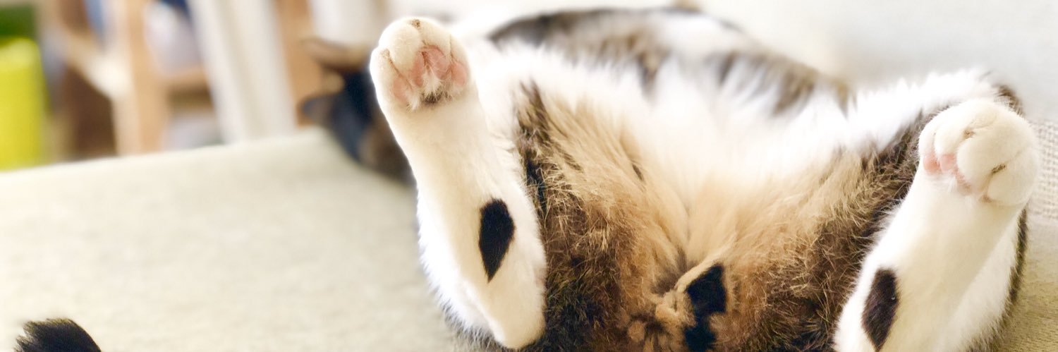 demichikitta's profile banner image