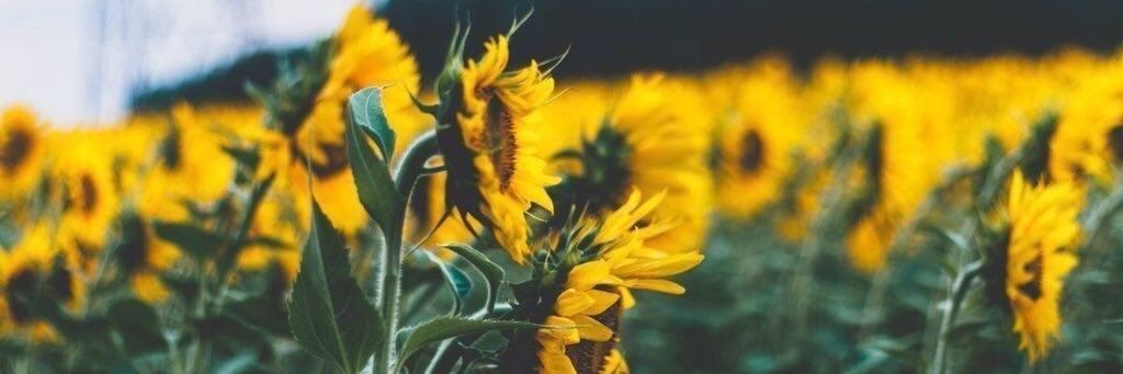 iamcampo96's profile banner image