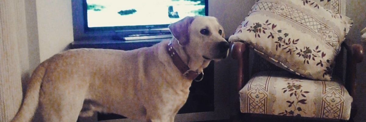 bonyem9's profile banner image