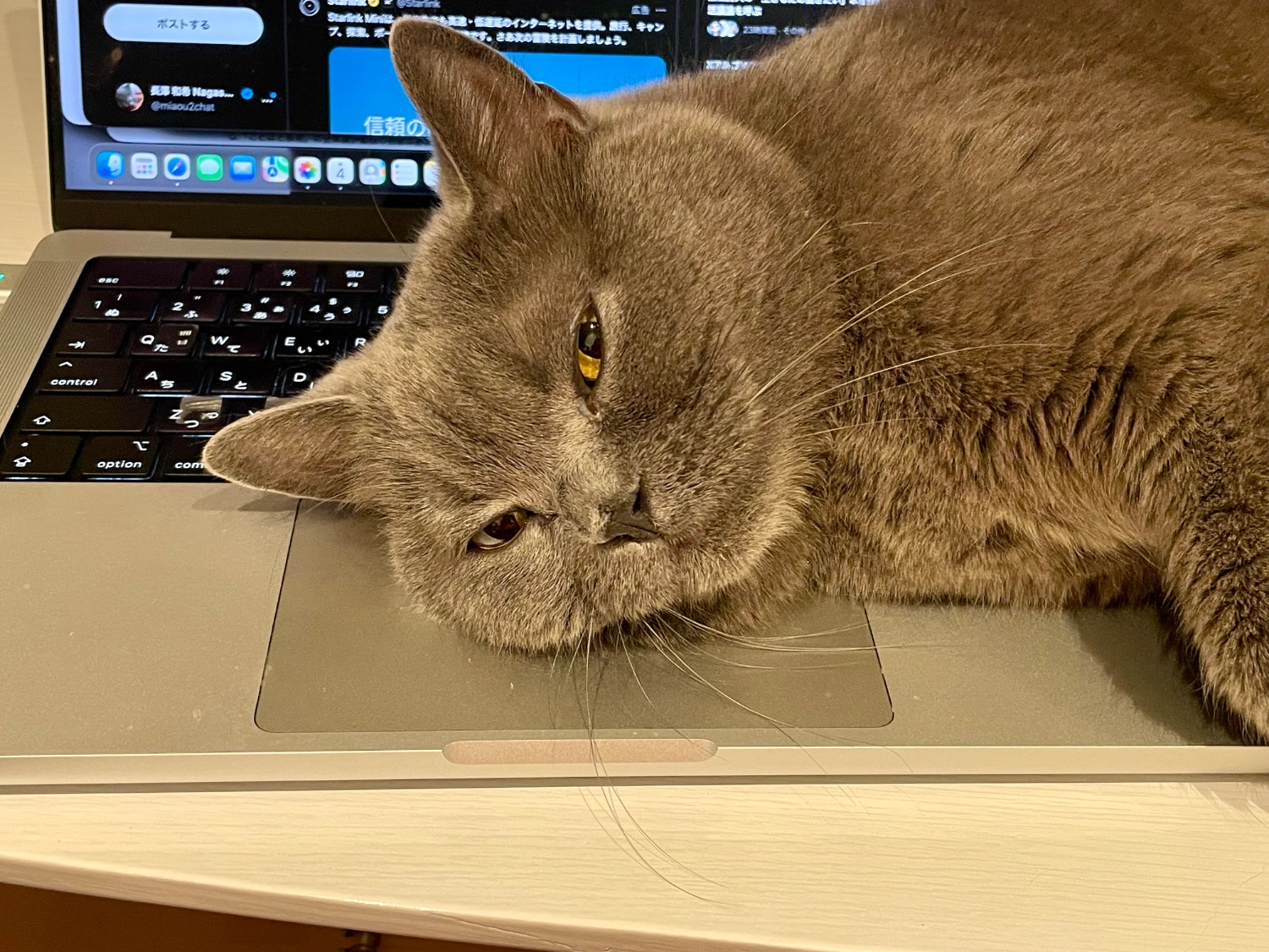miaou2chat's profile banner image