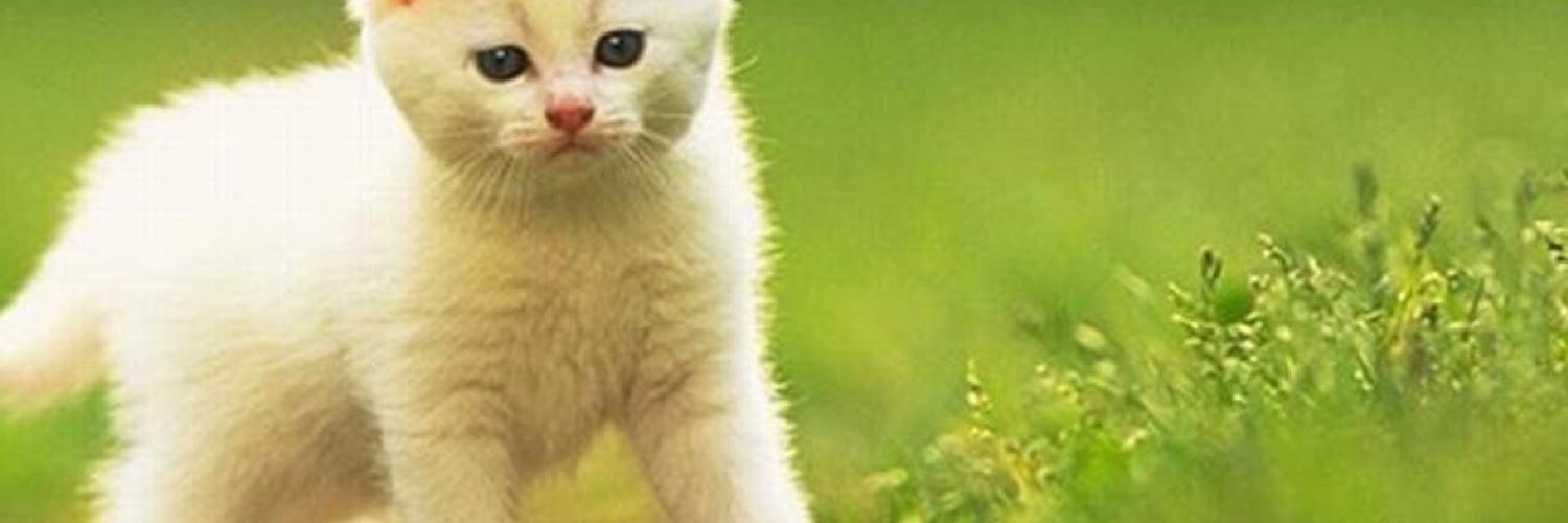 MenkaSheila's profile banner image