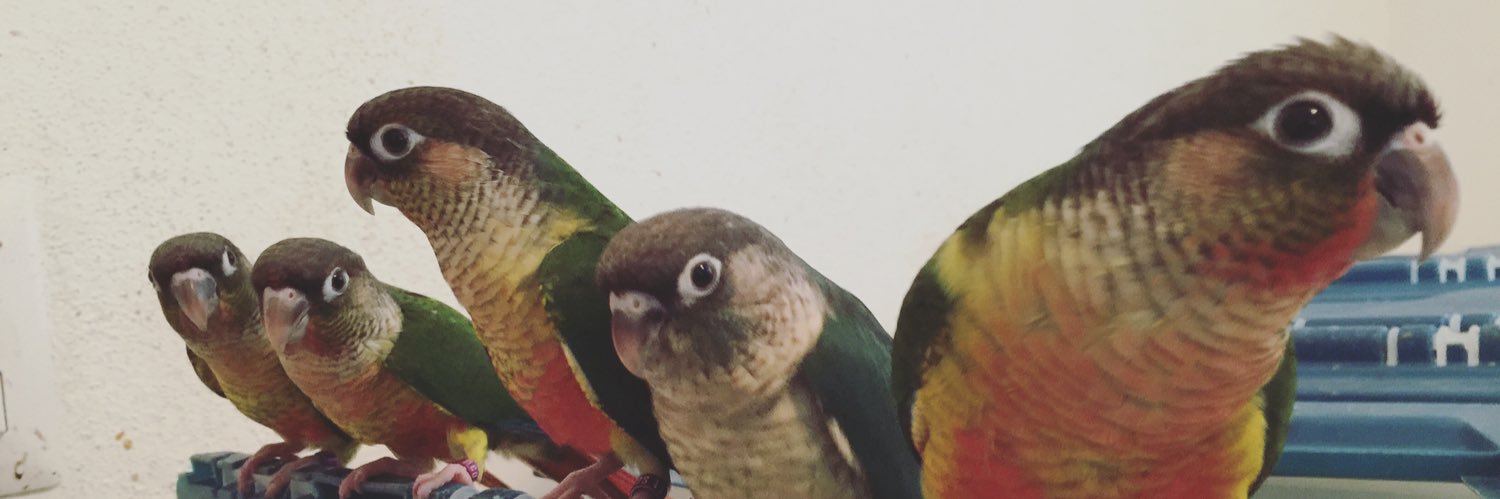 aviariocosta's profile banner image