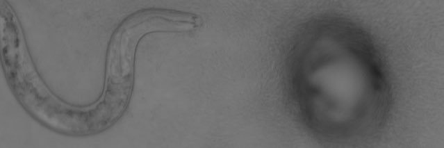 Kaitlin Schaal banner