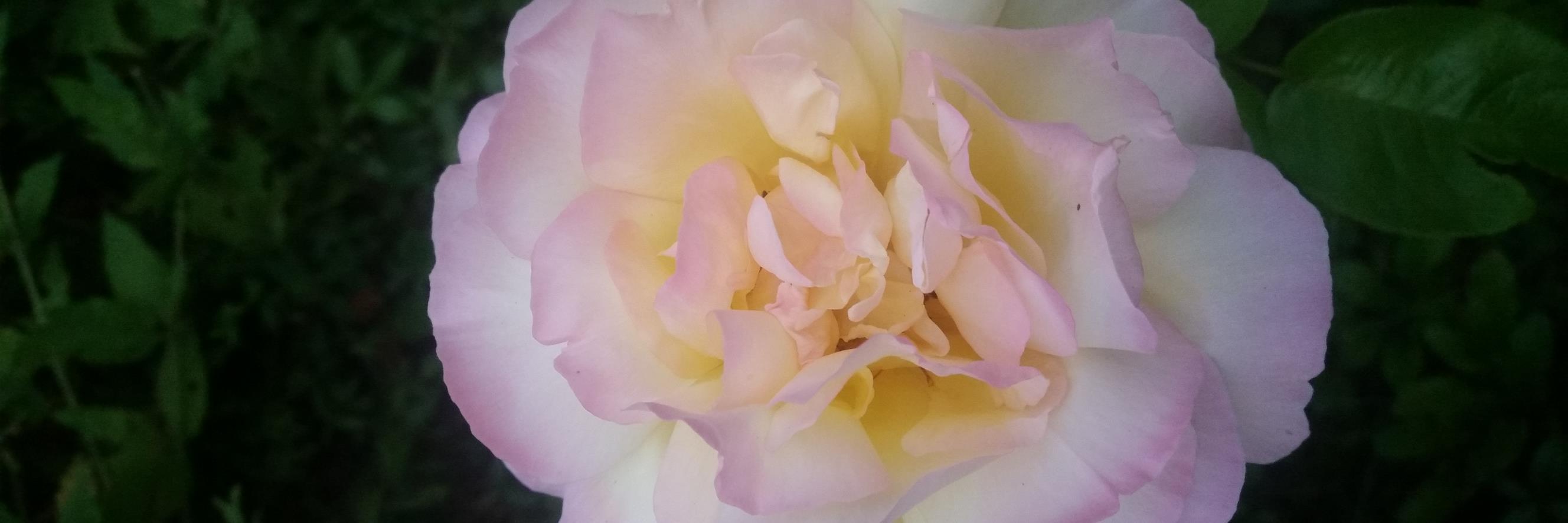 lund_berit's profile banner image