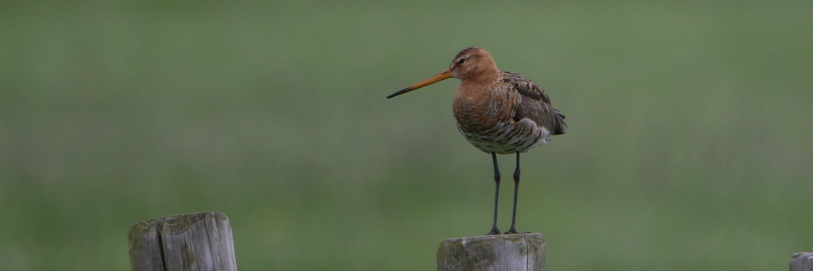 Gerard Groeneveld banner