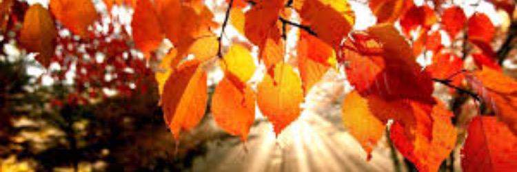 Kenziee_Fleming's profile banner image