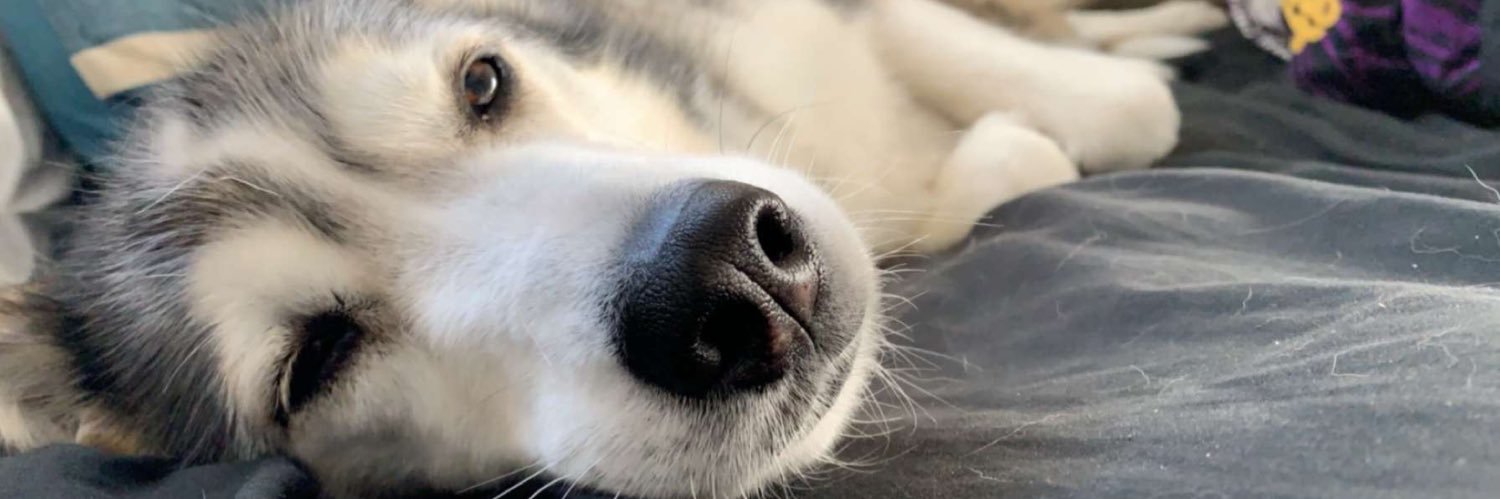 morgey_bear's profile banner image