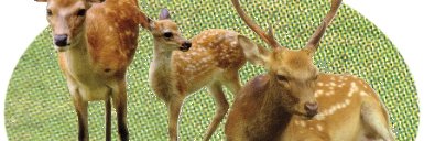 yoshimama@Love＆Peace banner