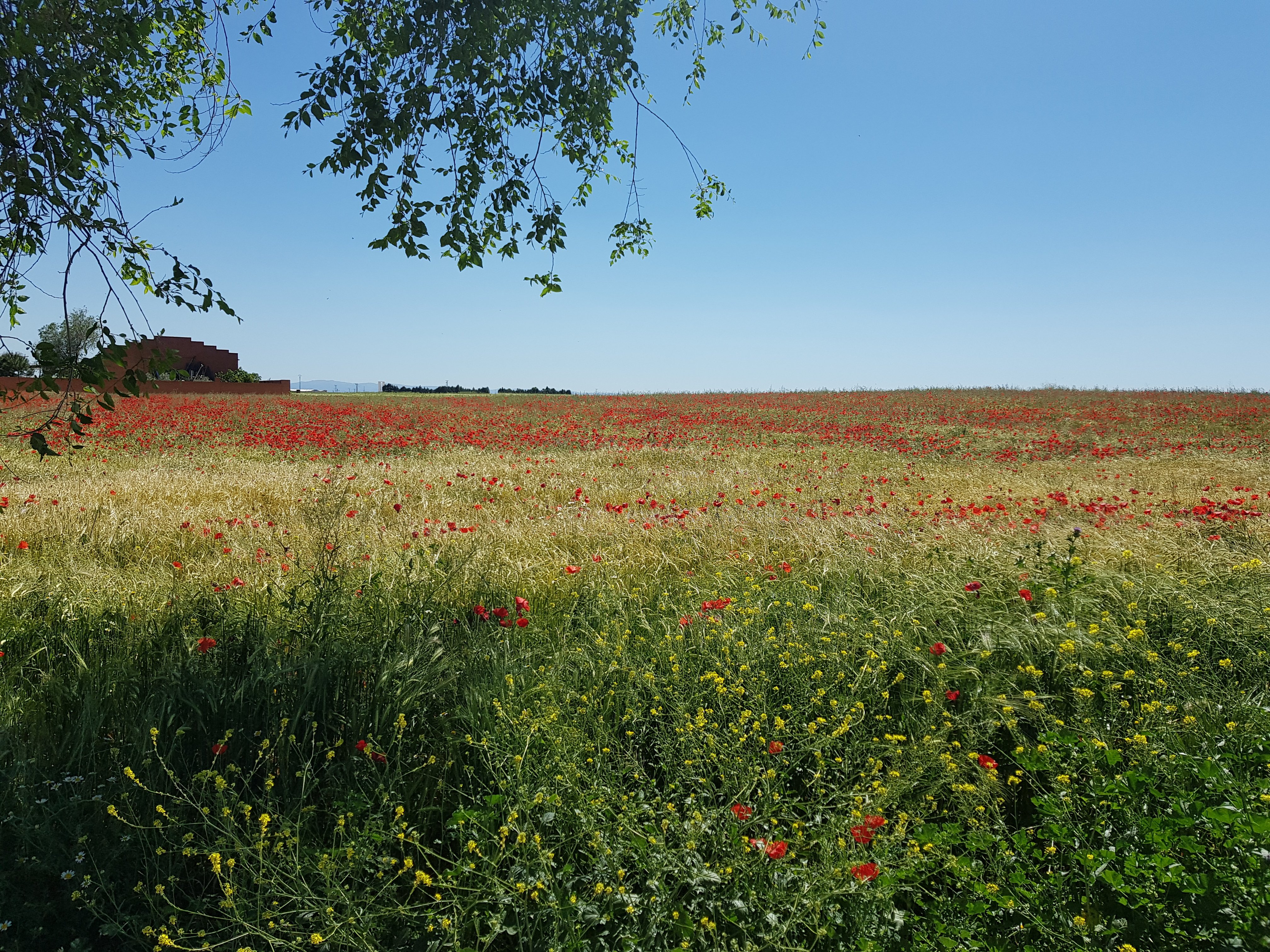 Maritza Mercedes banner