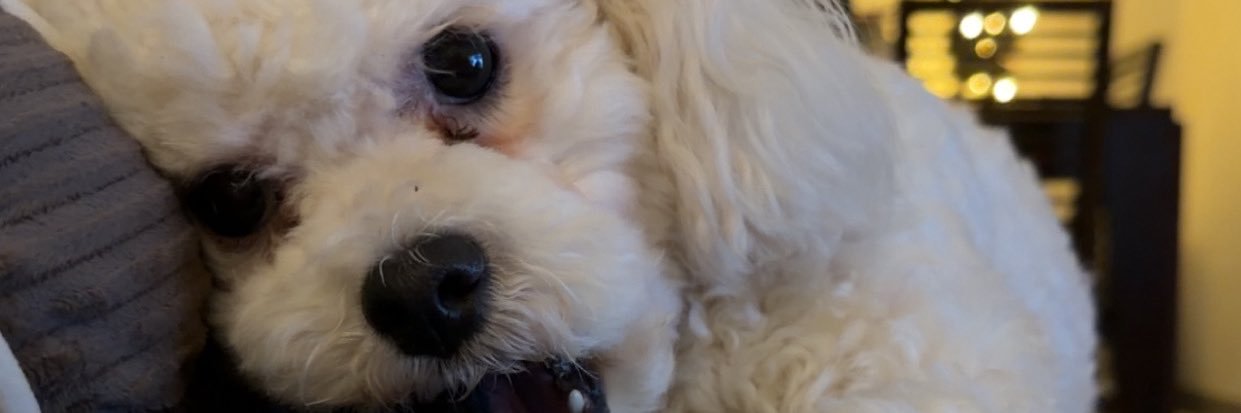 sophiiou's profile banner image