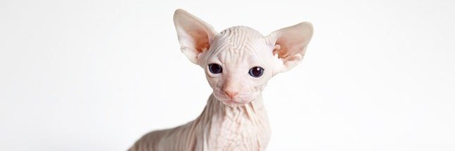 anahsteininger's profile banner image