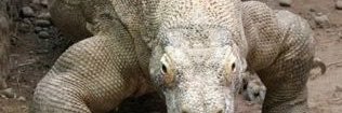 bcbear_3's profile banner image