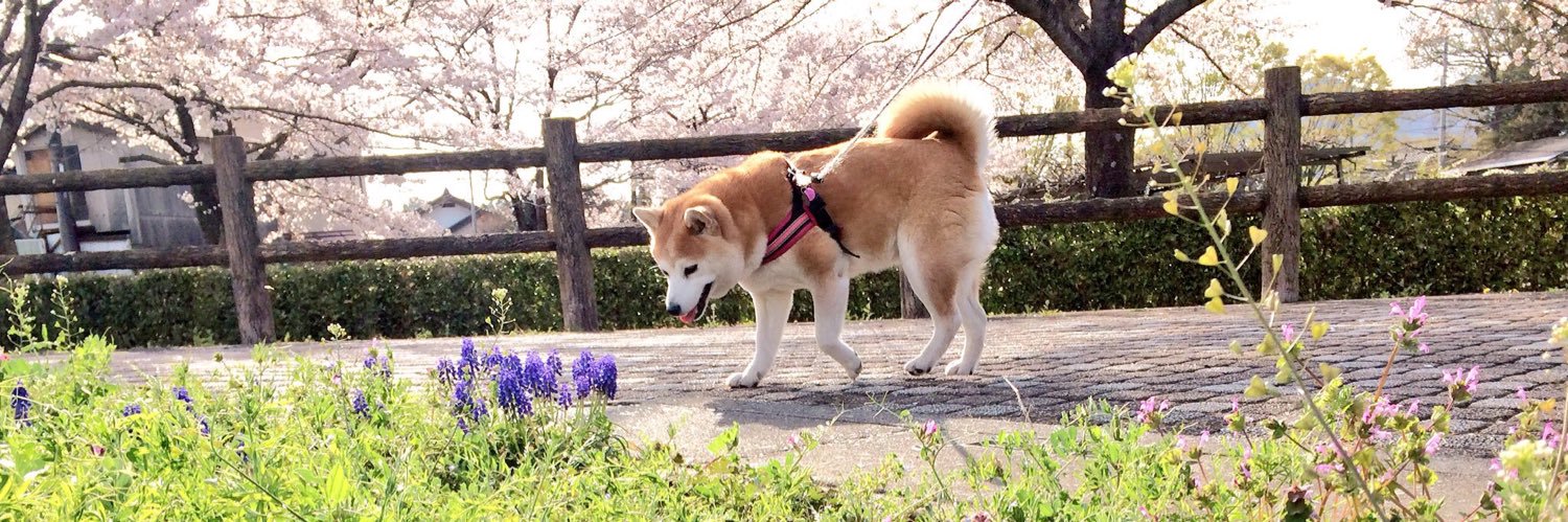 fukutarakibi's profile banner image