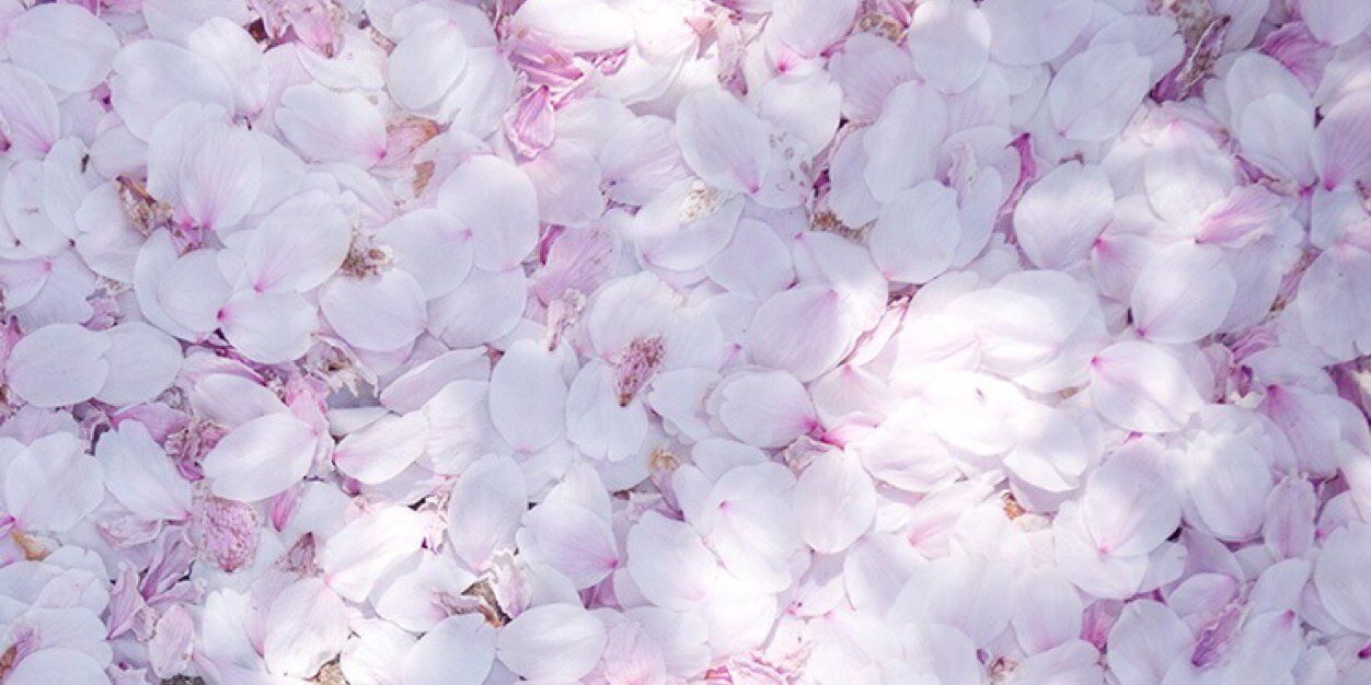 elin_ling's profile banner image