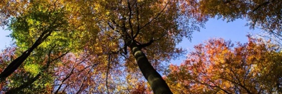 p_born's profile banner image