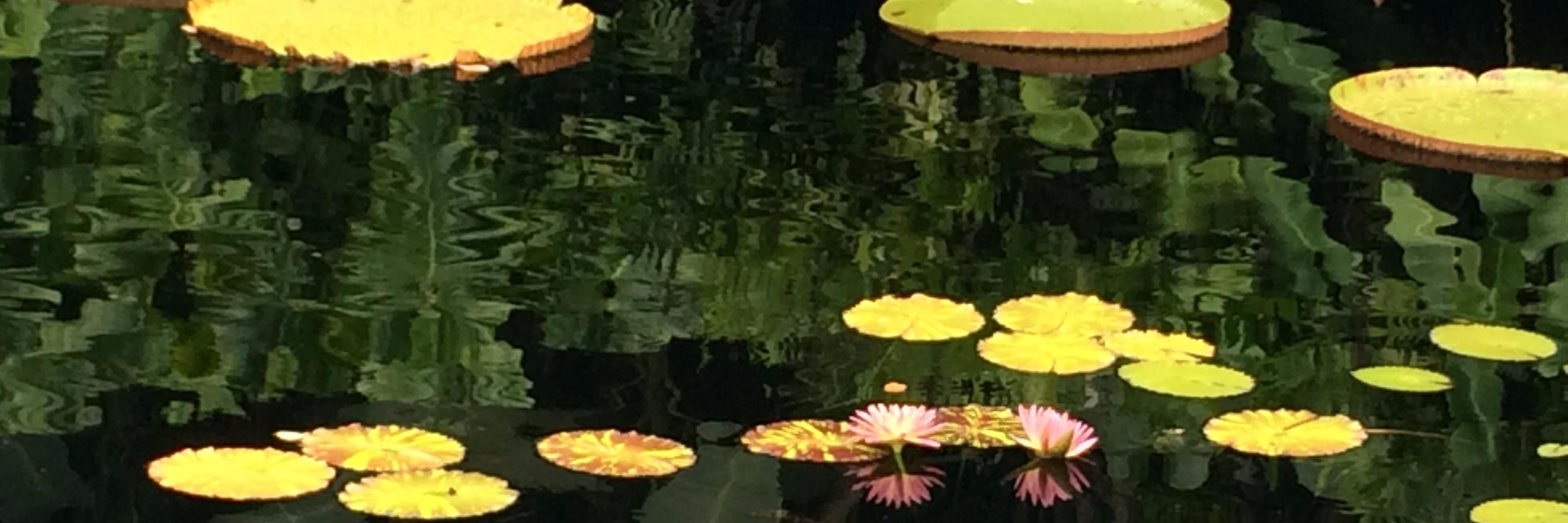 antenita 🍉 banner