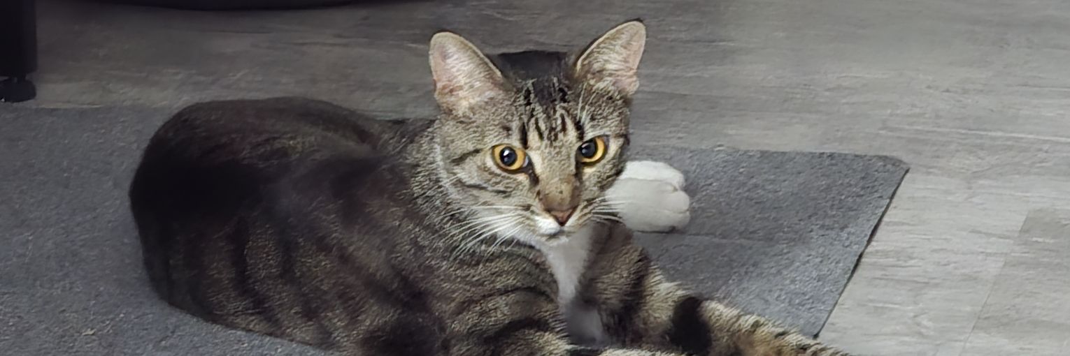 Xantorian's profile banner image