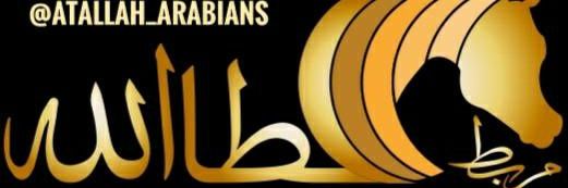 amyatallah88's profile banner image