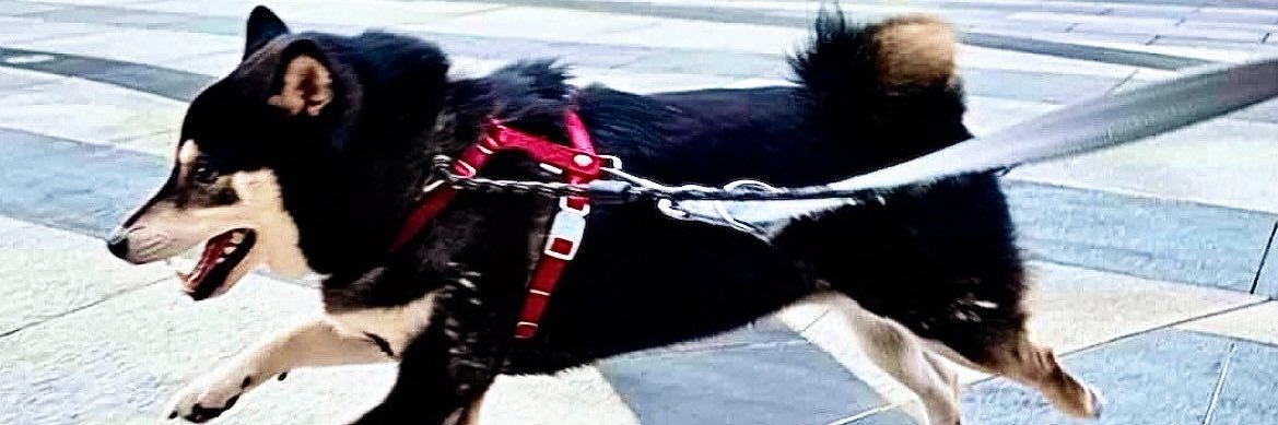 姿懿 Animal Comm banner