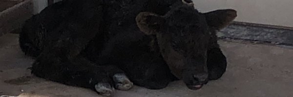 dlbs61 Profile Banner