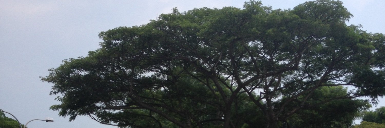 Squishat's profile banner image