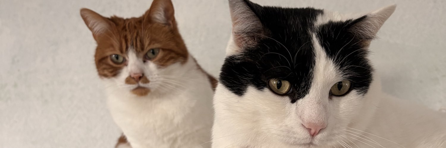 AmeliaCabal's profile banner image