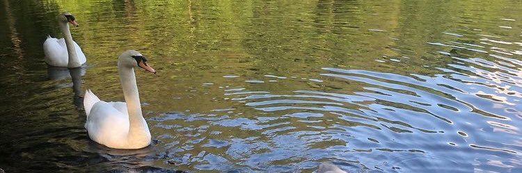 todd_henke's profile banner image