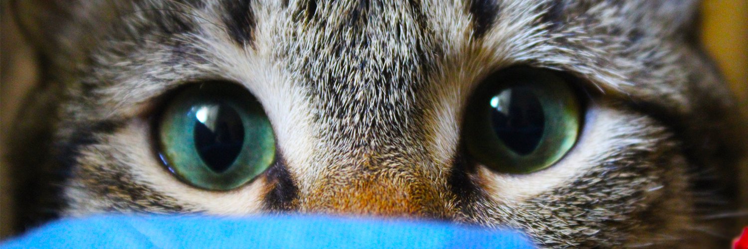 __ailurophile's profile banner image