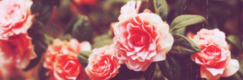 цветы лучше пуль banner